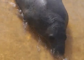 Peixe-boi-marinho é visto em comunidades do Baixo São Francisco