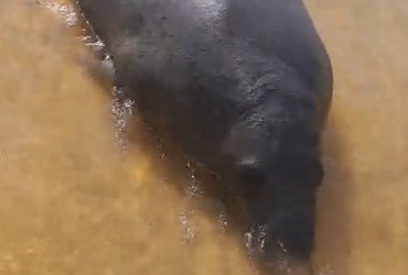 Peixe-boi-marinho é visto em comunidades do Baixo São Francisco