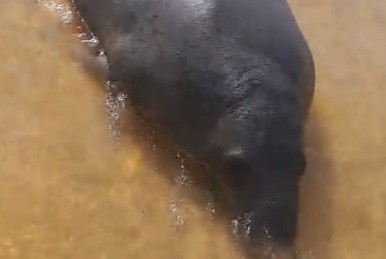 Peixe-boi-marinho é visto em comunidades do Baixo São Francisco