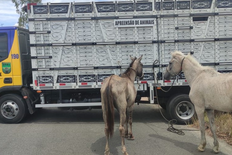 Operação Boiadeiro apreende 12 animais soltos em rodovias de Sergipe