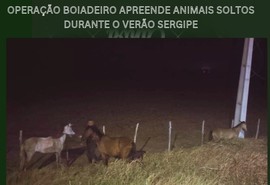 Seis animais soltos são apreendidos em rodovias durante festas do Verão Sergipe