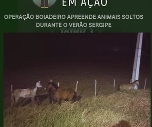 Seis animais soltos são apreendidos em rodovias durante festas do Verão Sergipe