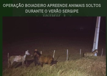 Seis animais soltos são apreendidos em rodovias durante festas do Verão Sergipe