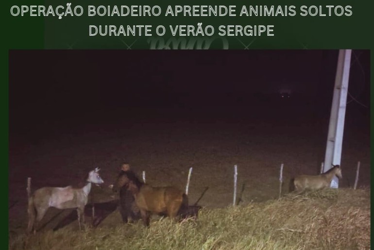 Seis animais soltos são apreendidos em rodovias durante festas do Verão Sergipe