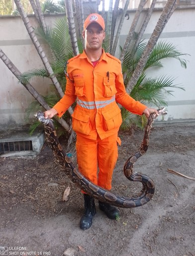 Jiboia de quatro metros é capturada por Bombeiros em bairro da zona Sul de Aracaju