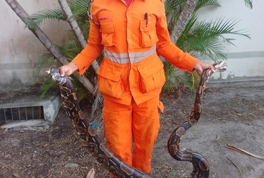 Jiboia de quatro metros é capturada por Bombeiros em bairro da zona Sul de Aracaju