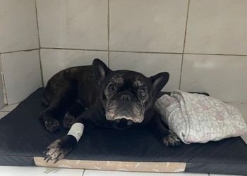 Tutora promove rifa solidária para custear cirurgia de Buldogue francês