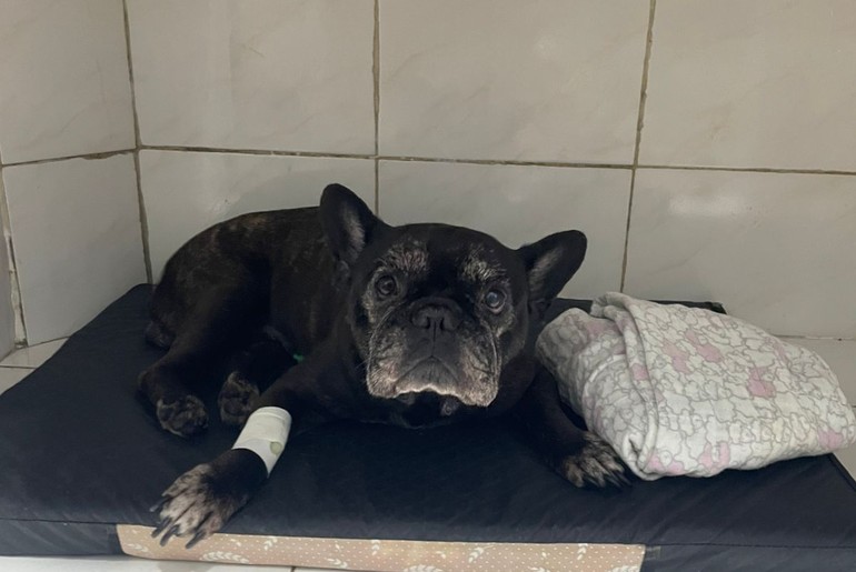 Tutora promove rifa solidária para custear cirurgia de Buldogue francês