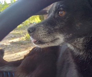 Suspeito de matar cadela a pauladas é preso no Jabotiana