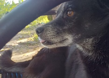 Homem suspeito de matar cadela a pauladas é preso no bairro Jabotiana