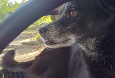 Homem suspeito de matar cadela a pauladas é preso no bairro Jabotiana