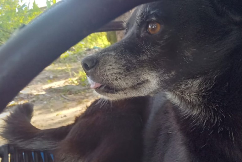 Homem suspeito de matar cadela a pauladas é preso no bairro Jabotiana