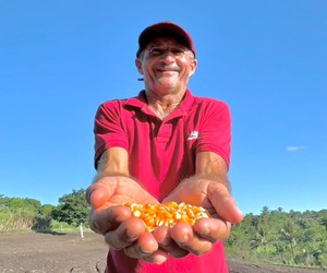 Plantio de milho ganha força em Sergipe e impulsiona renda no campo
