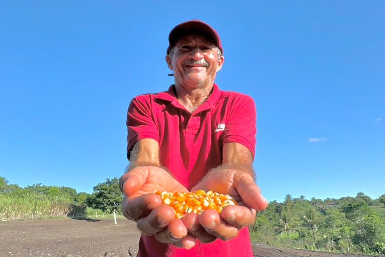 Plantio de milho ganha força em Sergipe e impulsiona renda no campo