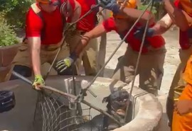 Cachorro é resgatado após cair em cisterna em Cristinápolis