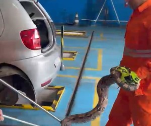 Jiboia é encontrada dentro de carro em Lagarto