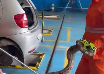 Jiboia de cerca de 2 metros é encontrada dentro de carro em Lagarto