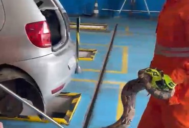 Jiboia de cerca de 2 metros é encontrada dentro de carro em Lagarto