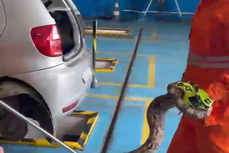 Jiboia de cerca de 2 metros é encontrada dentro de carro em Lagarto