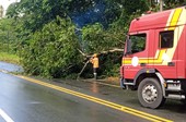 Árvore cai e interdita trecho de rodovia em Santa Luzia do Itanhy