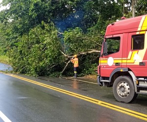 Árvore cai e interdita trecho de rodovia em Santa Luzia do Itanhy