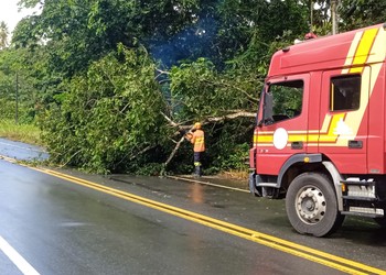 Árvore cai e interdita trecho de rodovia em Santa Luzia do Itanhy