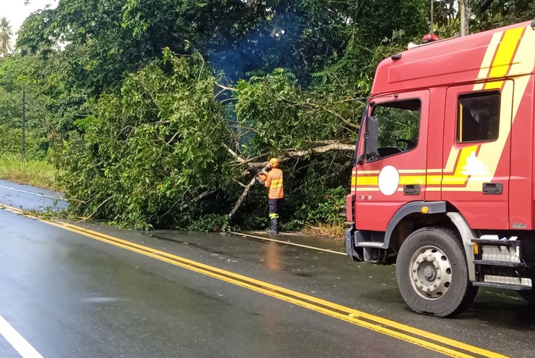 Árvore cai e interdita trecho de rodovia em Santa Luzia do Itanhy