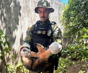 Tamanduá é resgatado após risco de ataque de cães em Aracaju