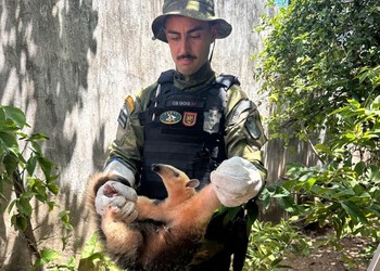 Tamanduá é resgatado após risco de ataque de cães em Aracaju