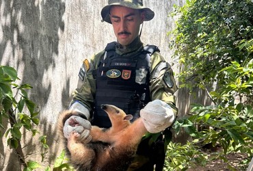 Tamanduá é resgatado após risco de ataque de cães em Aracaju