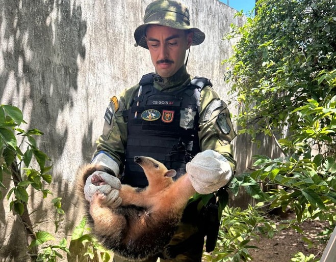 Tamanduá é resgatado após risco de ataque de cães em Aracaju