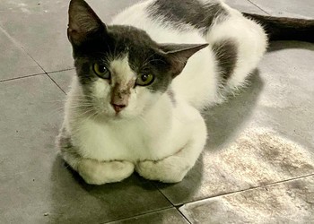 Gata desaparece em São Cristóvão e família pede ajuda para encontrá-la