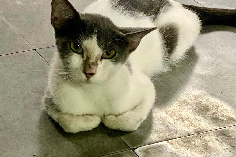 Gata desaparece em São Cristóvão e família pede ajuda para encontrá-la