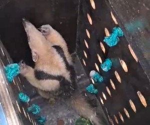 Tamanduá é resgatado em árvore na Barra dos Coqueiros