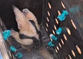 Tamanduá é resgatado em árvore na Barra dos Coqueiros