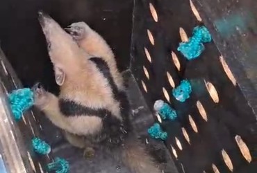 Tamanduá é resgatado em árvore na Barra dos Coqueiros