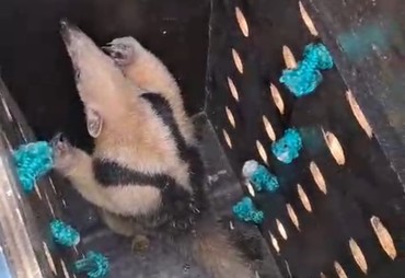 Tamanduá é resgatado em árvore na Barra dos Coqueiros