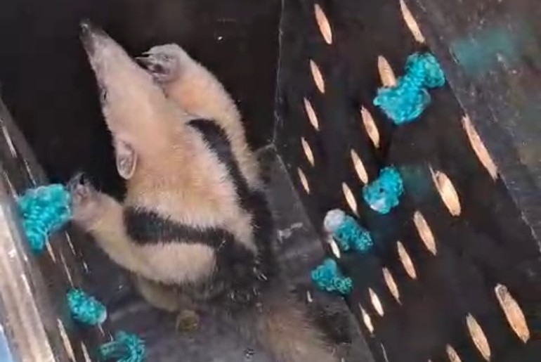 Tamanduá é resgatado em árvore na Barra dos Coqueiros