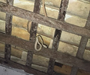 Jiboia é capturada em telhado de residência no centro de Estância