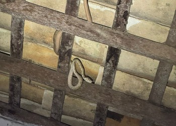 Jiboia é capturada em telhado de residência no centro de Estância