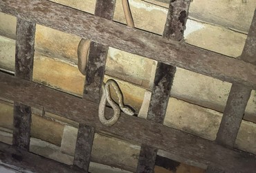 Jiboia é capturada em telhado de residência no centro de Estância