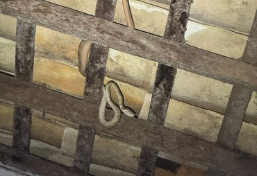 Jiboia é capturada em telhado de residência no centro de Estância