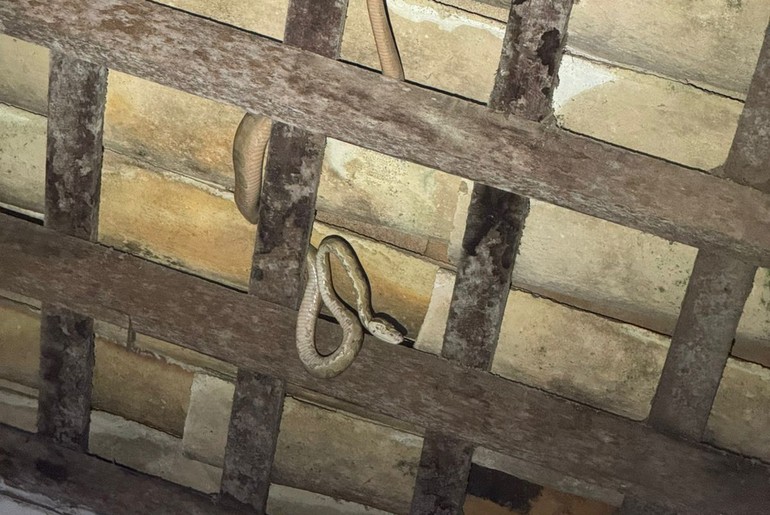 Jiboia é capturada em telhado de residência no centro de Estância