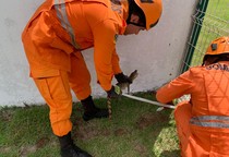 Bombeiros resgatam filhote de jacaré preso em área do Hospital Universitário de Lagarto