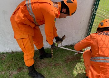 Bombeiros resgatam filhote de jacaré preso em área do Hospital Universitário de Lagarto