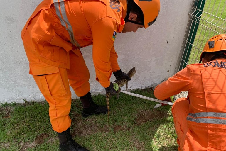 Bombeiros resgatam filhote de jacaré preso em área do Hospital Universitário de Lagarto