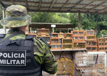 Fiscalização apreende mais de 150 aves silvestres vendidas ilegalmente em feira de Lagarto