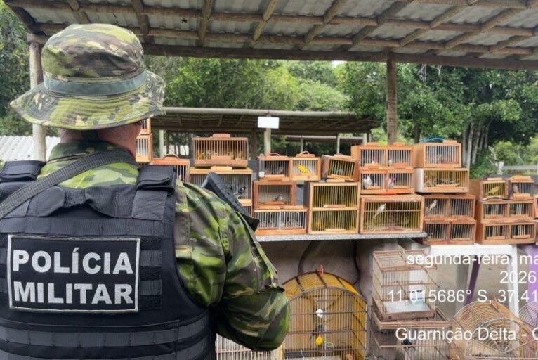 Fiscalização apreende mais de 150 aves silvestres vendidas ilegalmente em feira de Lagarto