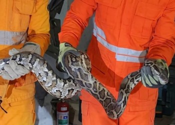 VÍDEO; Jiboia é resgatada dentro de depósito em Salgado