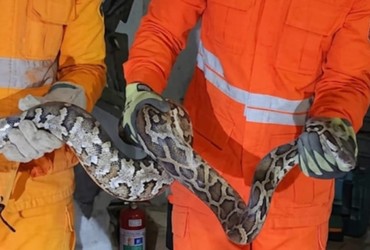 Jiboia é resgatada dentro de depósito em Salgado